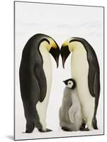 Emperor Penguins Protecting Chick-John Conrad-Mounted Photographic Print