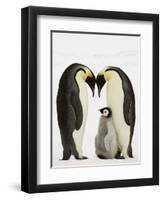 Emperor Penguins Protecting Chick-John Conrad-Framed Photographic Print