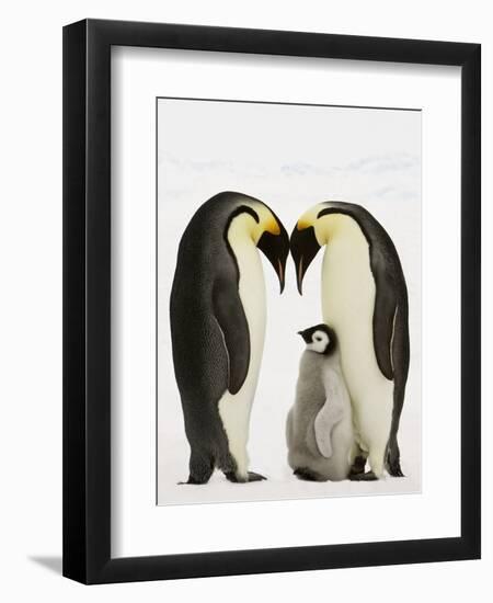 Emperor Penguins Protecting Chick-John Conrad-Framed Photographic Print