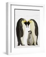 Emperor Penguins Protecting Chick-John Conrad-Framed Photographic Print