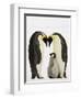 Emperor Penguins Protecting Chick-John Conrad-Framed Photographic Print