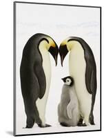 Emperor Penguins Protecting Chick-John Conrad-Mounted Photographic Print
