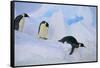 Emperor Penguins Sliding Downhill-DLILLC-Framed Stretched Canvas