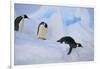 Emperor Penguins Sliding Downhill-DLILLC-Framed Photographic Print