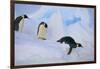 Emperor Penguins Sliding Downhill-DLILLC-Framed Photographic Print