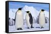 Emperor Penguins, Three Adults, with Young Behind-null-Framed Stretched Canvas