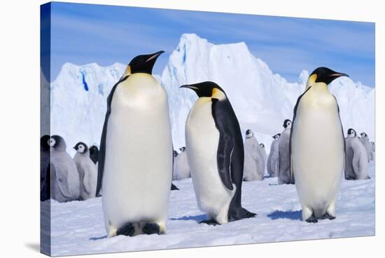 Emperor Penguins, Three Adults, with Young Behind-null-Stretched Canvas