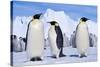 Emperor Penguins, Three Adults, with Young Behind-null-Stretched Canvas