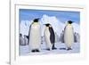Emperor Penguins, Three Adults, with Young Behind-null-Framed Photographic Print