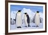 Emperor Penguins, Three Adults, with Young Behind-null-Framed Photographic Print