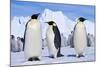 Emperor Penguins, Three Adults, with Young Behind-null-Mounted Photographic Print