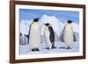 Emperor Penguins, Three Adults, with Young Behind-null-Framed Photographic Print