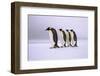 Emperor Penguins Walking In A Row, Antarctica-Pete Oxford-Framed Photographic Print