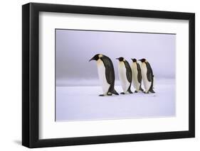 Emperor Penguins Walking In A Row, Antarctica-Pete Oxford-Framed Photographic Print