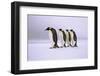 Emperor Penguins Walking In A Row, Antarctica-Pete Oxford-Framed Photographic Print