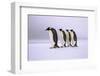 Emperor Penguins Walking In A Row, Antarctica-Pete Oxford-Framed Photographic Print