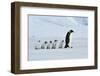 Emperor Penguins with Chick-vladsilver-Framed Photographic Print