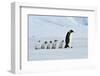 Emperor Penguins with Chick-vladsilver-Framed Photographic Print