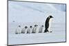 Emperor Penguins with Chick-vladsilver-Mounted Photographic Print