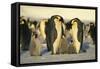 Emperor Penguins with Chicks-DLILLC-Framed Stretched Canvas