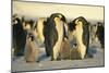 Emperor Penguins with Chicks-DLILLC-Mounted Premium Photographic Print