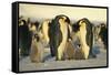 Emperor Penguins with Chicks-DLILLC-Framed Stretched Canvas