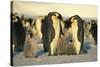 Emperor Penguins with Chicks-DLILLC-Stretched Canvas