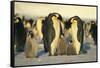 Emperor Penguins with Chicks-DLILLC-Framed Stretched Canvas