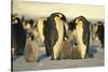 Emperor Penguins with Chicks-DLILLC-Stretched Canvas