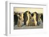 Emperor Penguins with Chicks-DLILLC-Framed Photographic Print