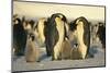 Emperor Penguins with Chicks-DLILLC-Mounted Photographic Print