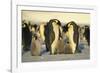 Emperor Penguins with Chicks-DLILLC-Framed Photographic Print