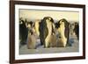 Emperor Penguins with Chicks-DLILLC-Framed Photographic Print