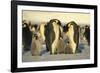 Emperor Penguins with Chicks-DLILLC-Framed Photographic Print