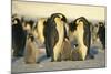 Emperor Penguins with Chicks-DLILLC-Mounted Photographic Print