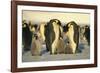 Emperor Penguins with Chicks-DLILLC-Framed Photographic Print