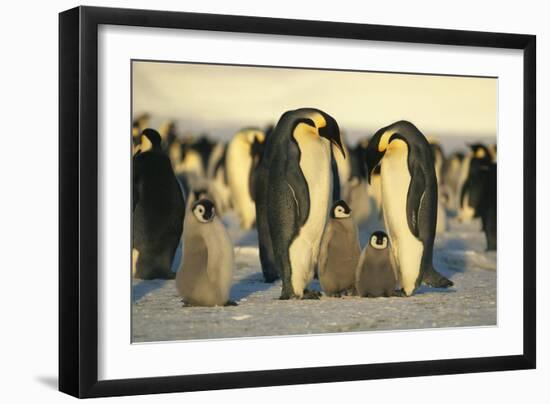 Emperor Penguins with Chicks-DLILLC-Framed Photographic Print