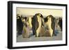 Emperor Penguins with Chicks-DLILLC-Framed Photographic Print