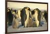 Emperor Penguins with Chicks-DLILLC-Framed Photographic Print