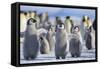 Emperor Penguins with Wings Outstretched-DLILLC-Framed Stretched Canvas