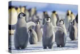 Emperor Penguins with Wings Outstretched-DLILLC-Stretched Canvas
