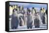 Emperor Penguins with Wings Outstretched-DLILLC-Framed Stretched Canvas