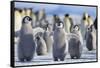 Emperor Penguins with Wings Outstretched-DLILLC-Framed Stretched Canvas
