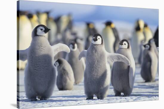 Emperor Penguins with Wings Outstretched-DLILLC-Stretched Canvas