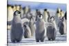 Emperor Penguins with Wings Outstretched-DLILLC-Stretched Canvas