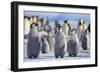 Emperor Penguins with Wings Outstretched-DLILLC-Framed Photographic Print