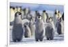 Emperor Penguins with Wings Outstretched-DLILLC-Framed Photographic Print