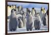 Emperor Penguins with Wings Outstretched-DLILLC-Framed Photographic Print