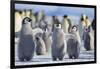 Emperor Penguins with Wings Outstretched-DLILLC-Framed Photographic Print