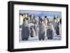 Emperor Penguins with Wings Outstretched-DLILLC-Framed Photographic Print